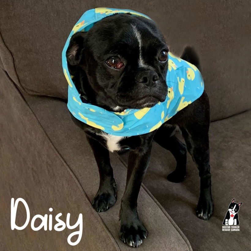 ADOPTED: Daisy
