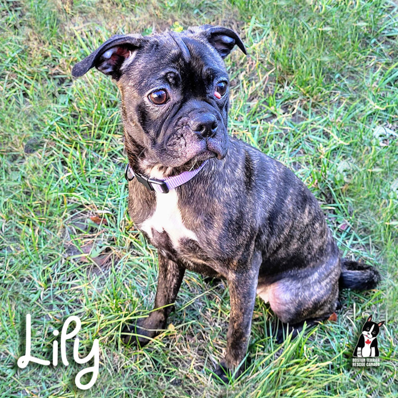 ADOPTED: Lily