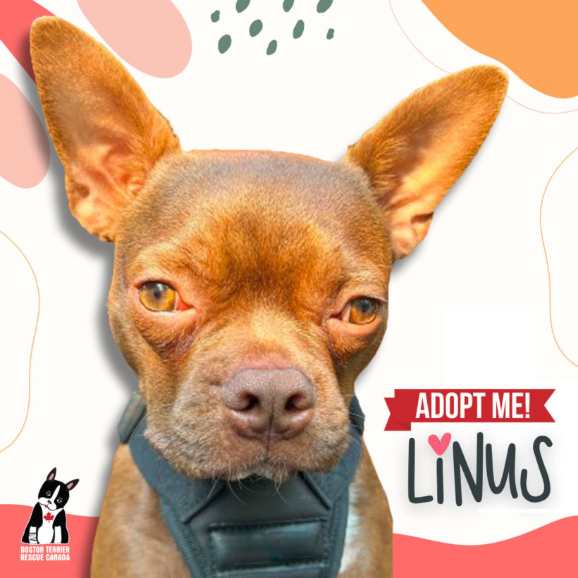ADOPTED: Linus