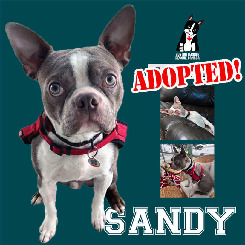 ADOPTED: Sandy