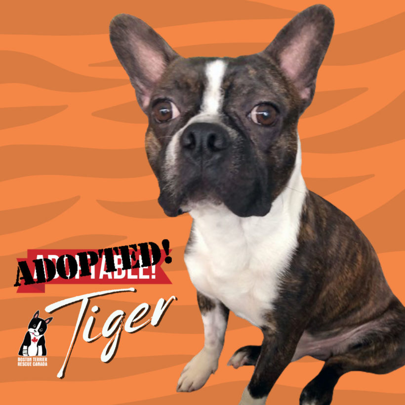 ADOPTED: Tiger