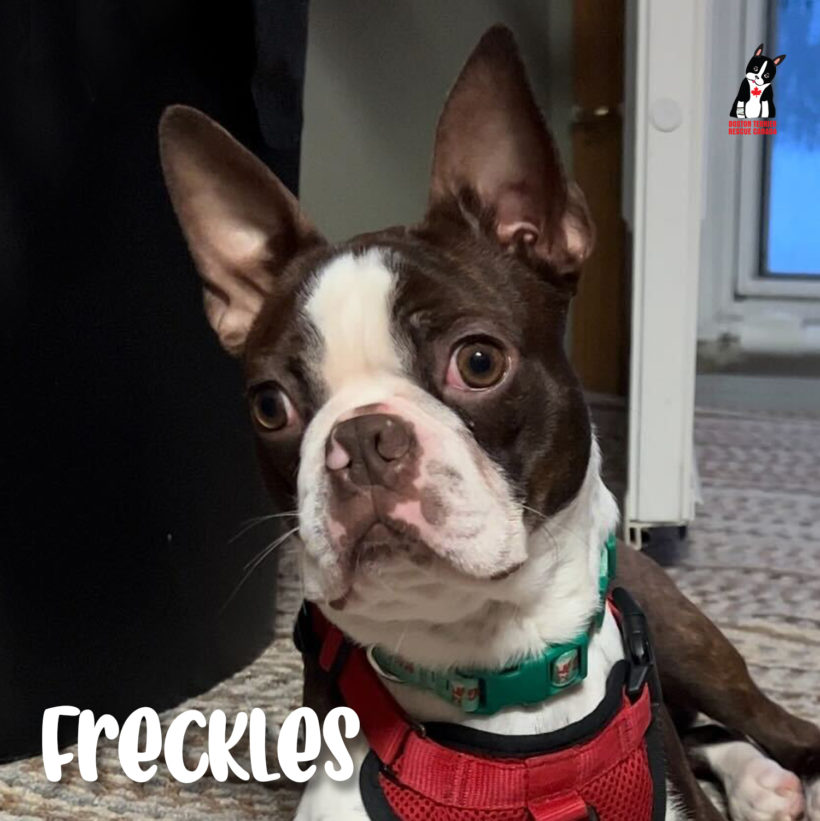 ADOPTED: Freckles