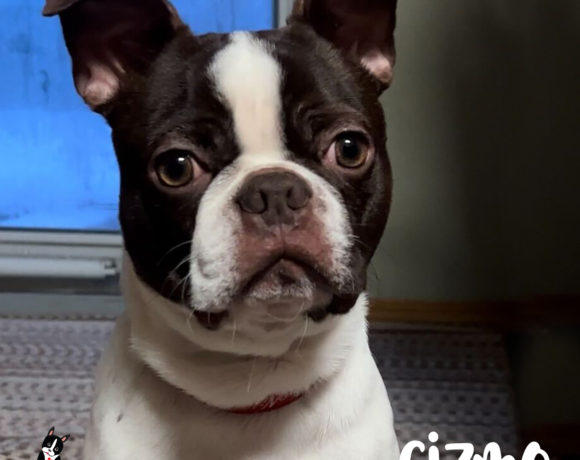 ADOPTED: Gizmo