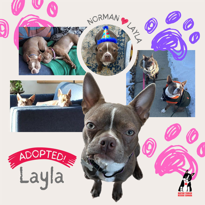 ADOPTED: Layla
