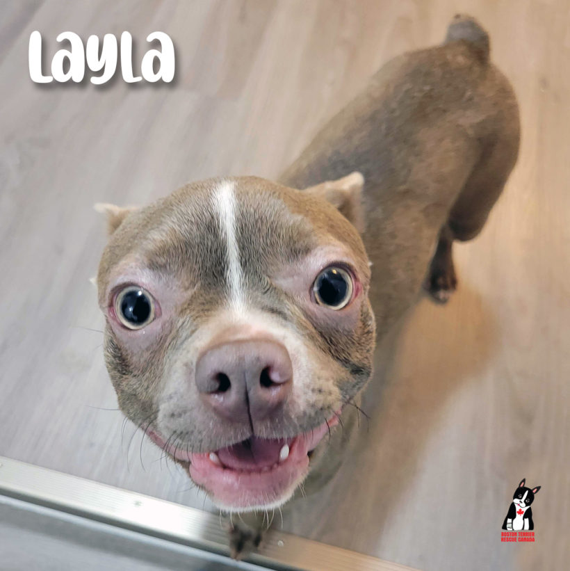 ADOPTED: Layla