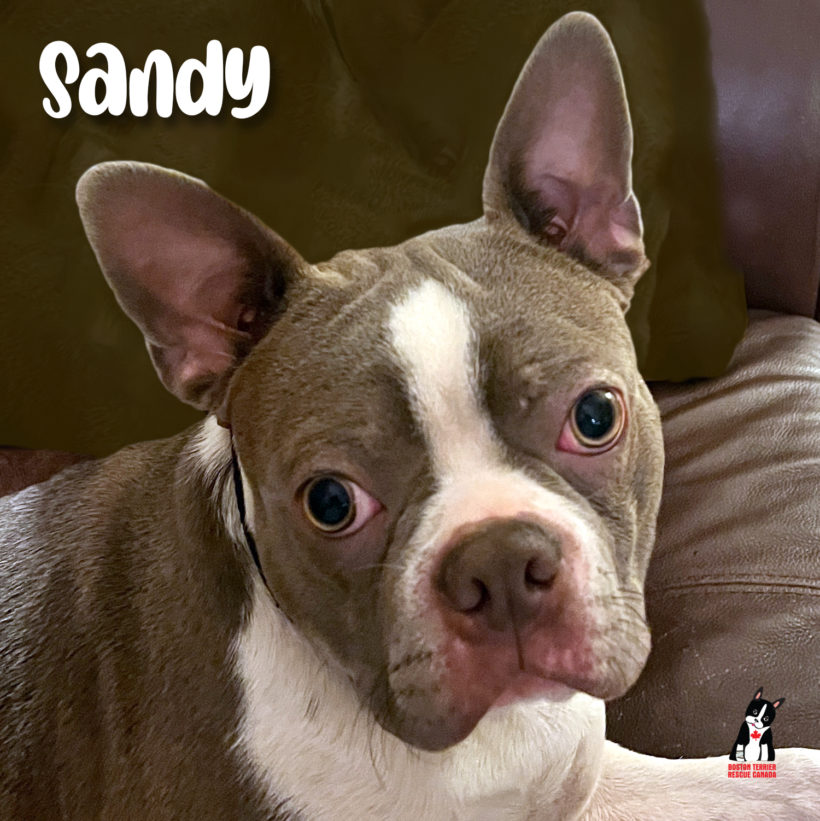 ADOPTED: Sandy