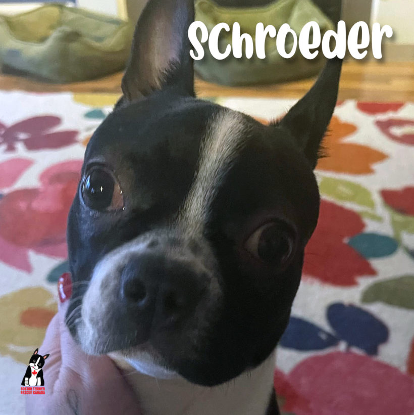 ADOPTED: Schroeder