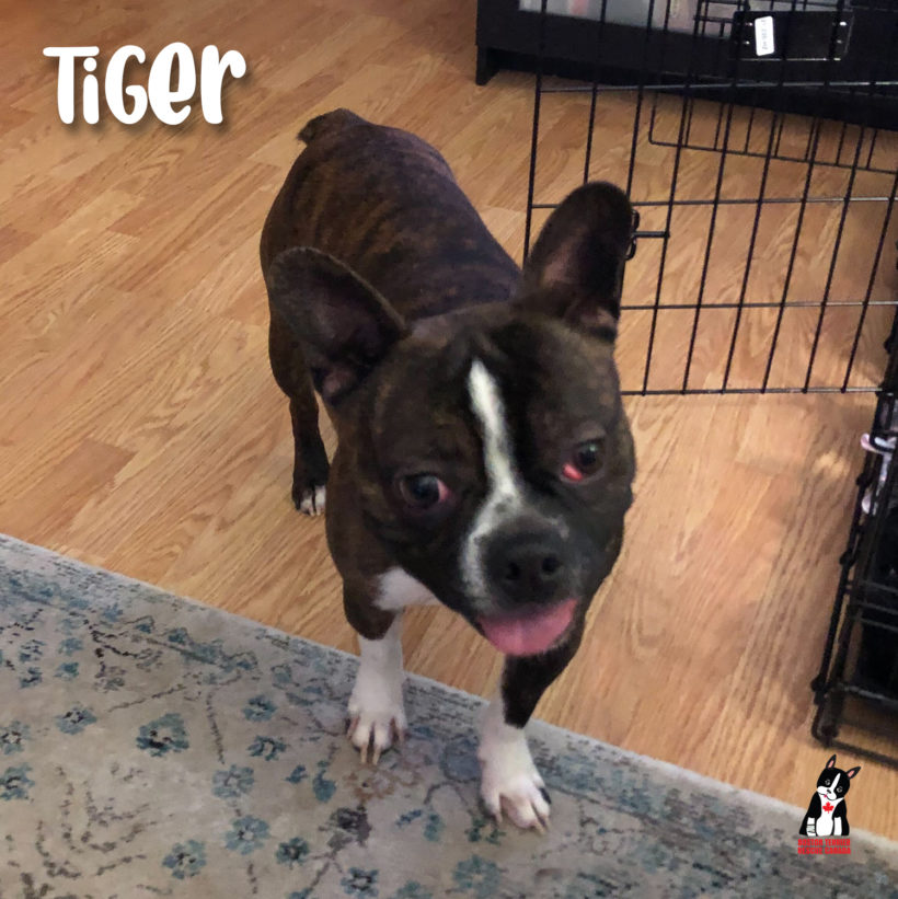 ADOPTED: Tiger