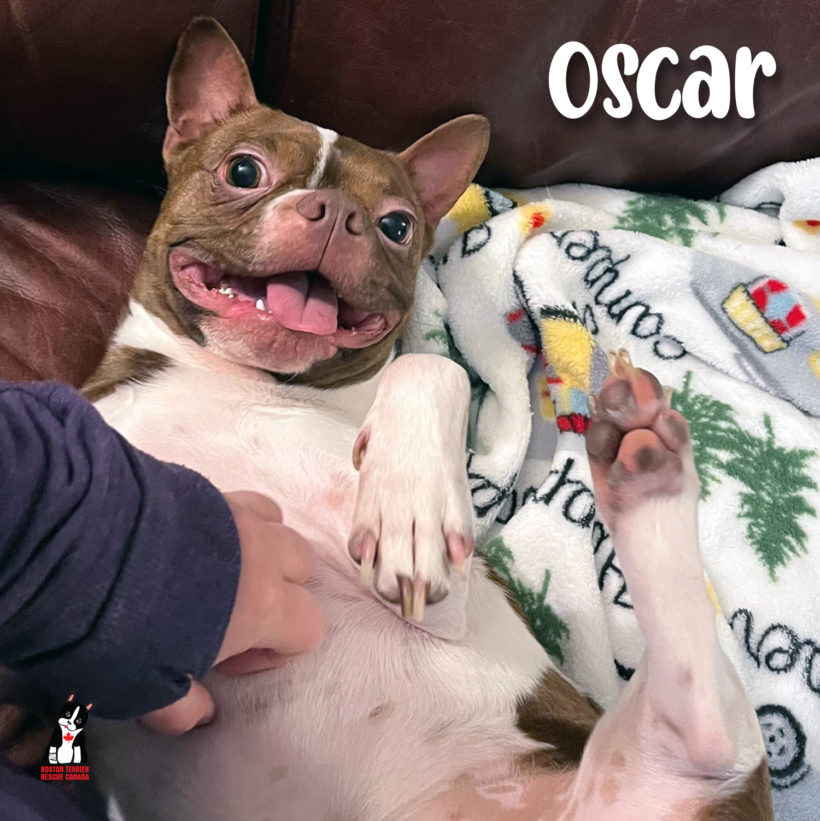 ADOPTED: Oscar