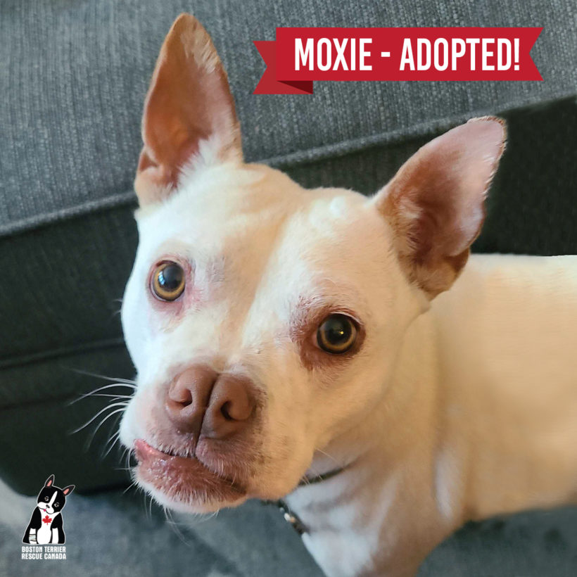 ADOPTED: Moxie