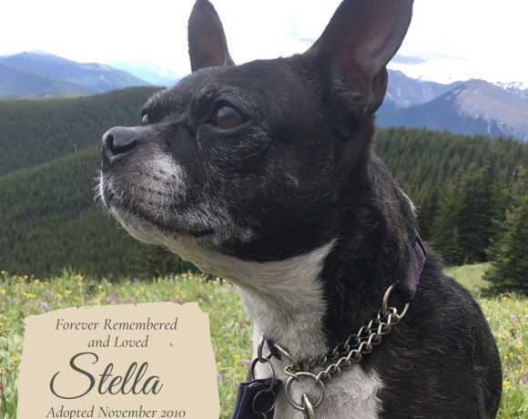 Stella (Pepper)