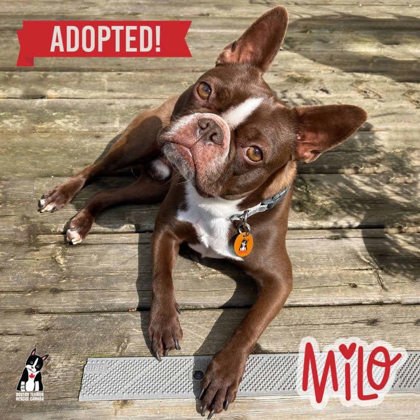 ADOPTED: Milo