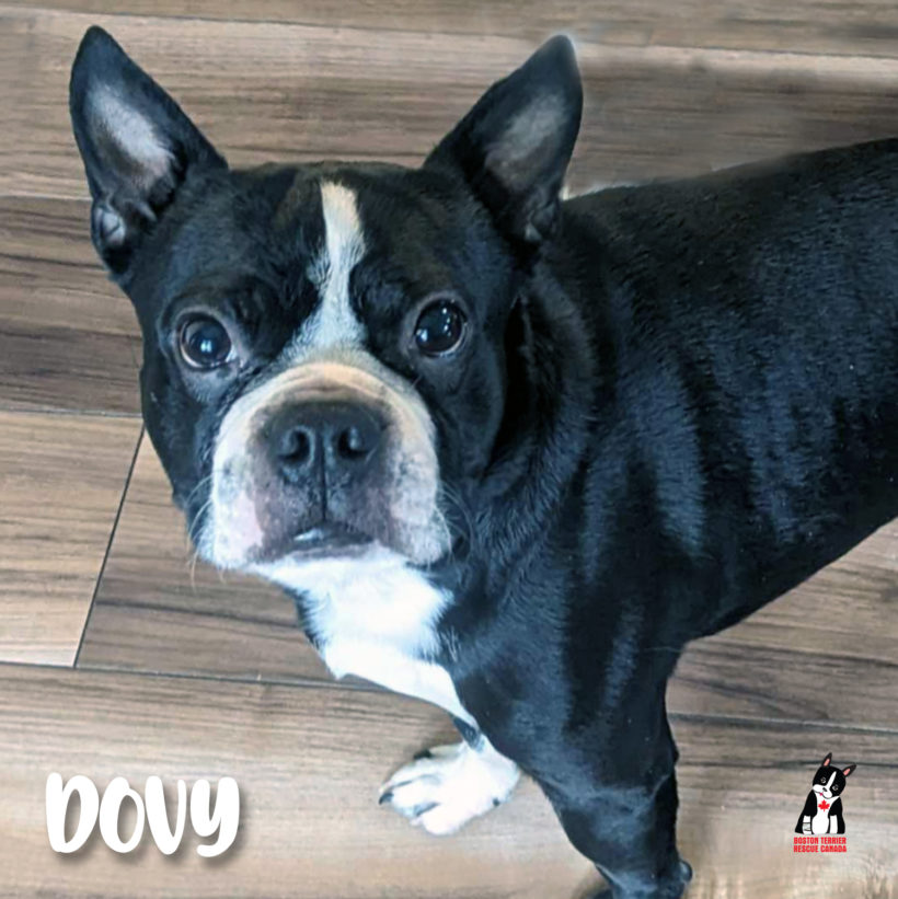 ADOPTED: Dovy (now Bernie)
