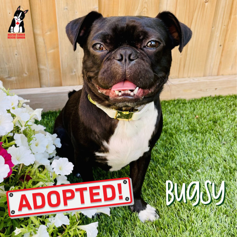 ADOPTED: Bugsy
