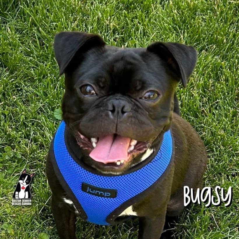 ADOPTED: Bugsy