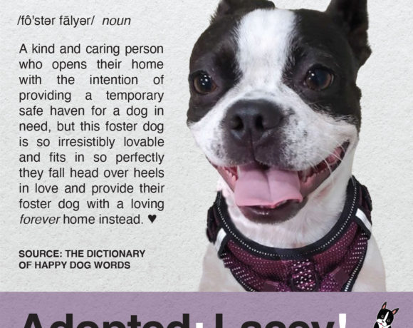 ADOPTED: Lacey