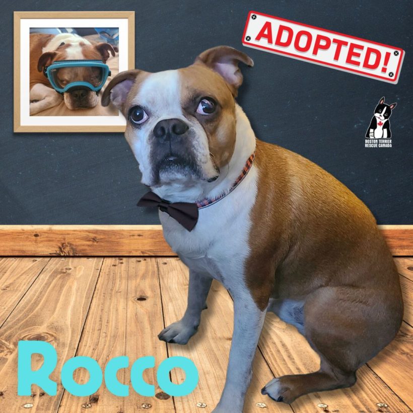 ADOPTED: Rocco