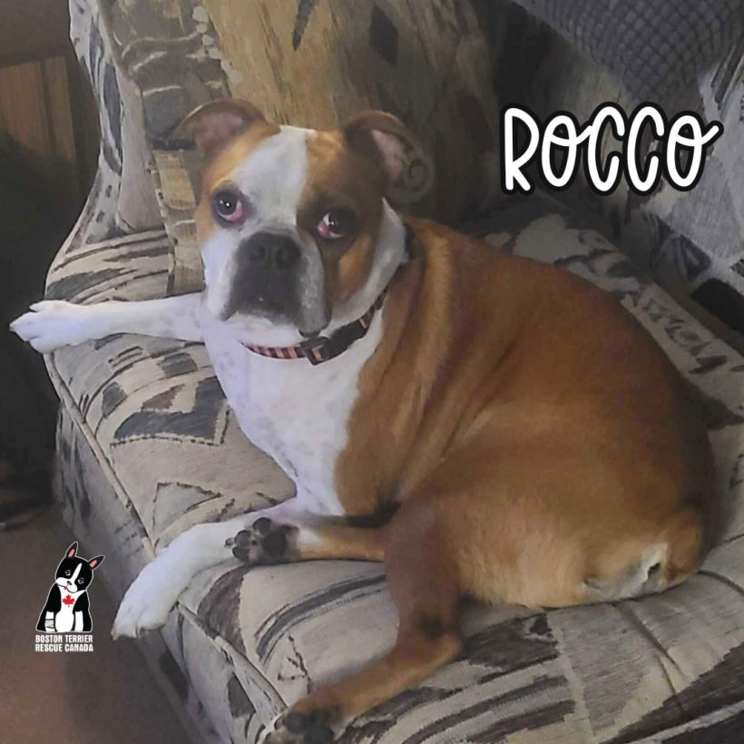 ADOPTED: Rocco
