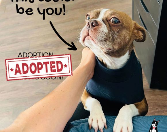 ADOPTED: Casey