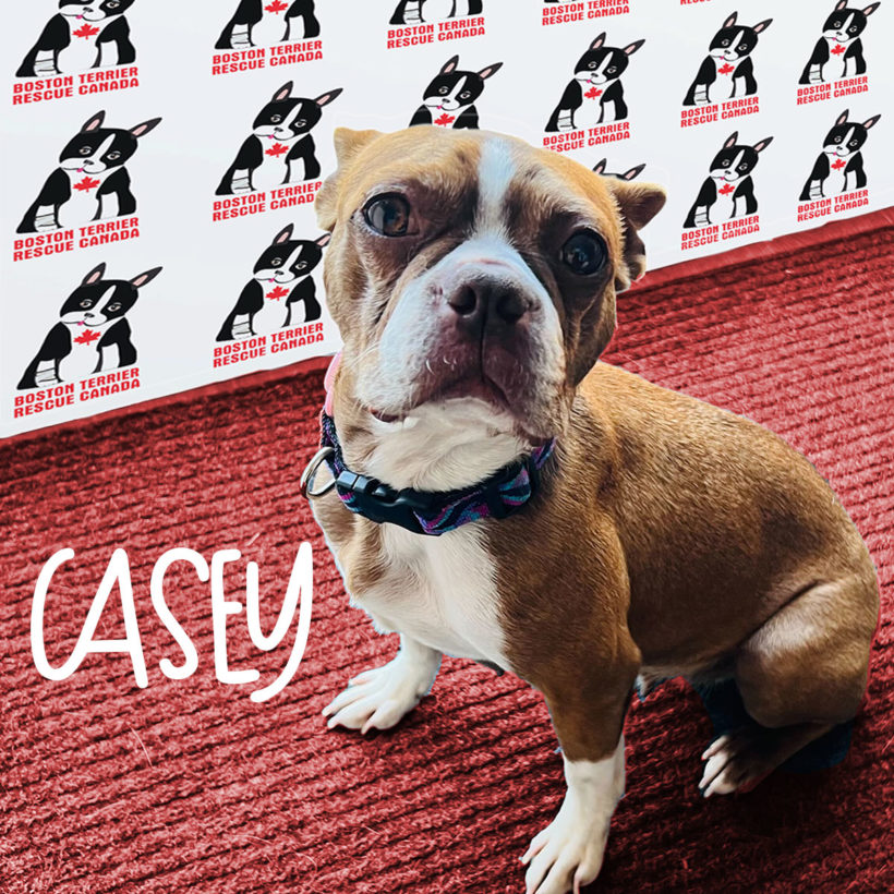 ADOPTED: Casey