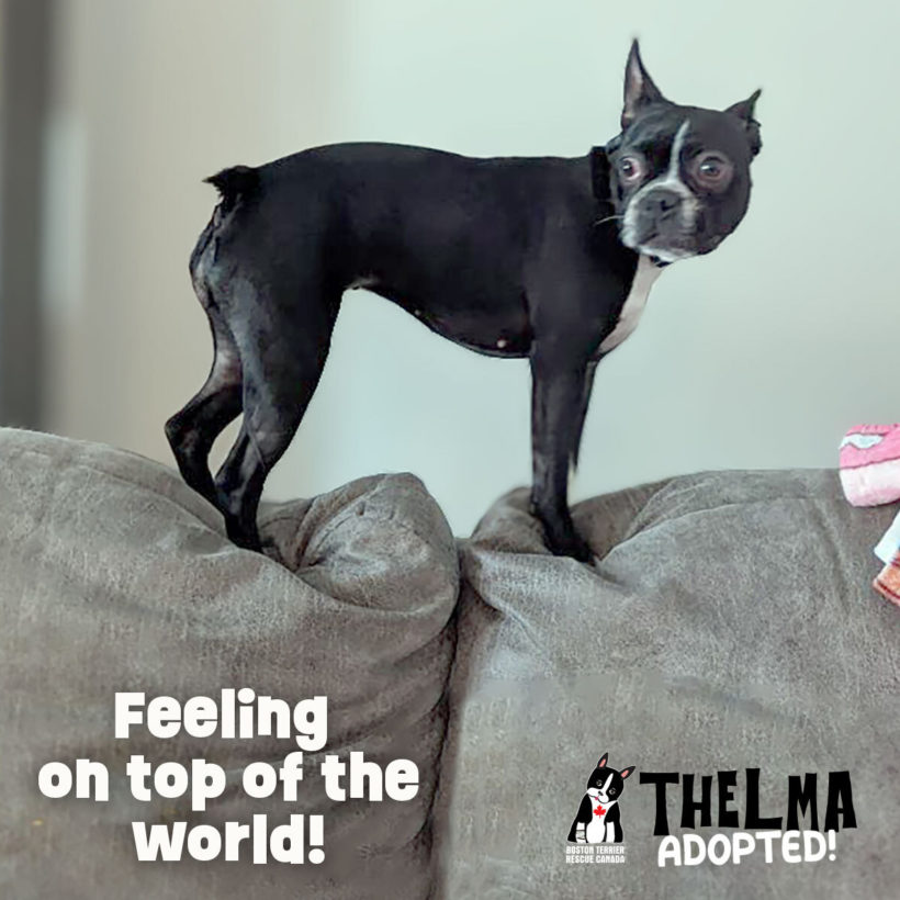 ADOPTED: Thelma