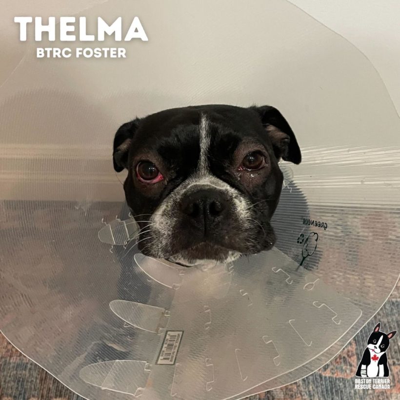 ADOPTED: Thelma