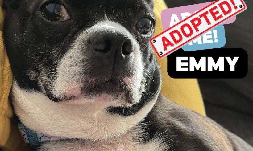 ADOPTED: Emmy