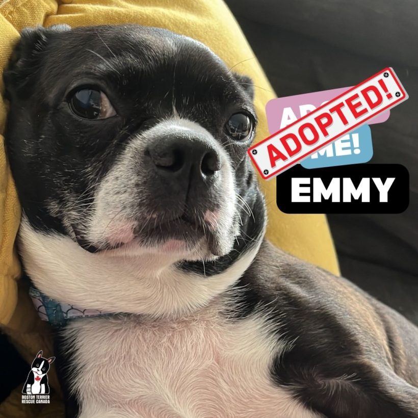 ADOPTED: Emmy