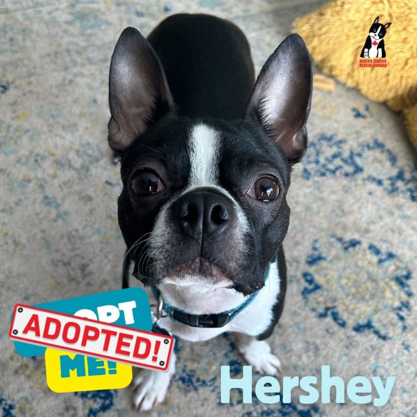 ADOPTED: Hershey