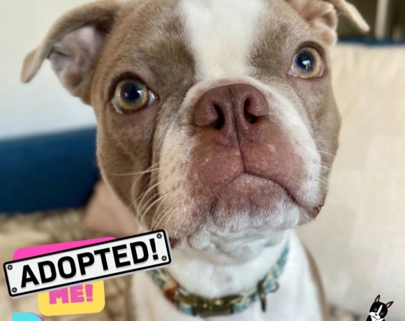 ADOPTED: Donna