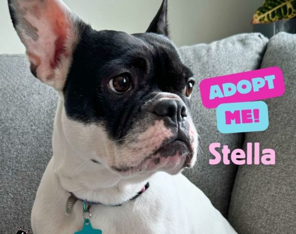 ADOPTABLE: Stella