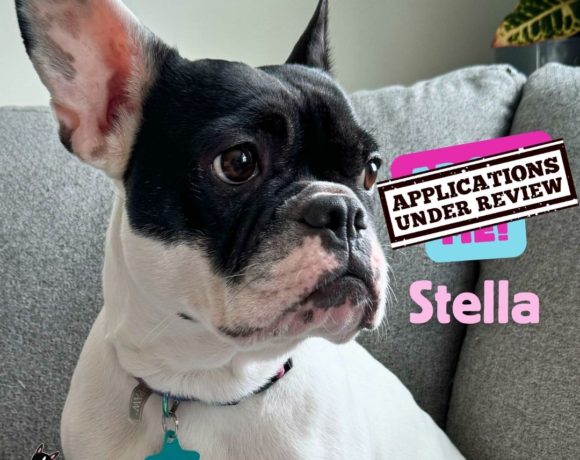 APPLICATIONS UNDER REVIEW: Stella