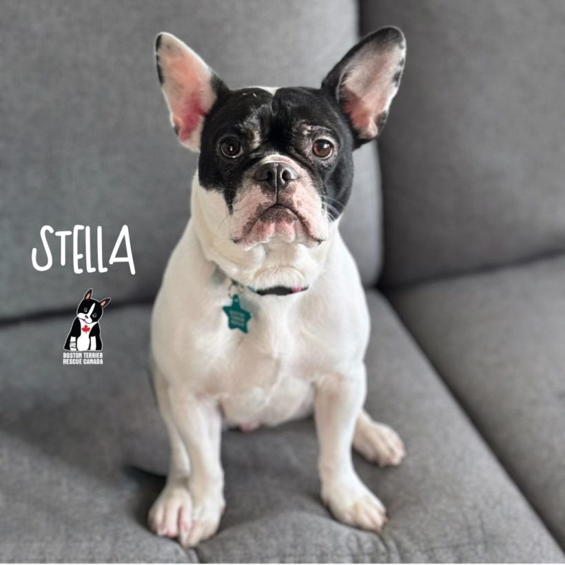 ADOPTABLE: Stella